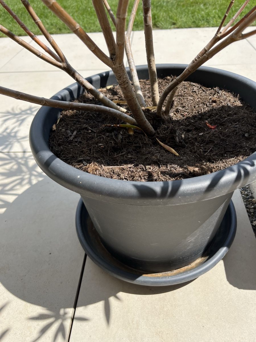 Piante & sementi: Oleander im Topf pink blühend – Usato da Wolfhausen venduto da Celie87 1