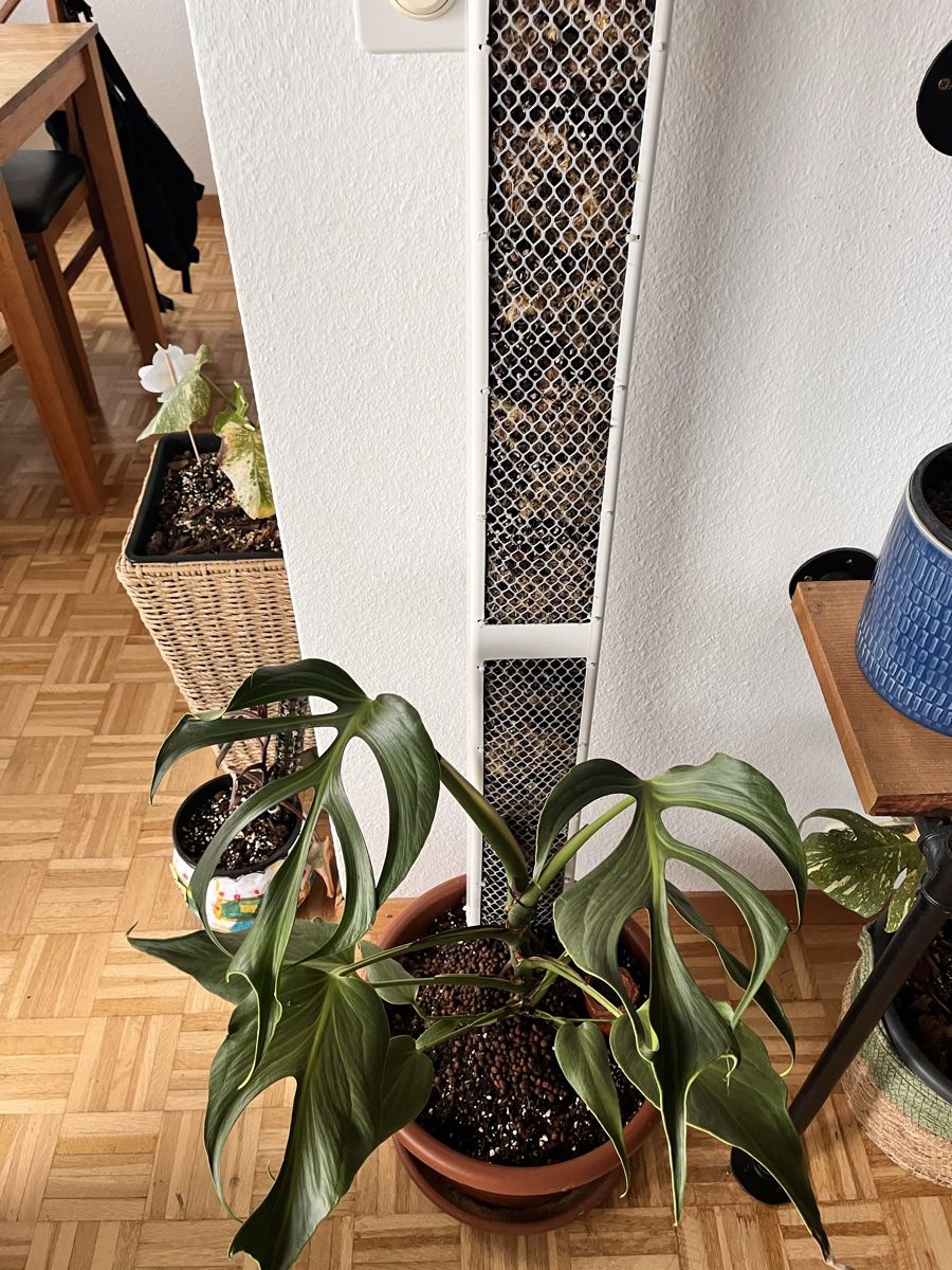 Pflanzen & Samen: Moosstab / Plant Climbing Support - White, New, Grab Now! – Neu (gemäss Beschreibung) aus Sursee von gal_lp7g 3