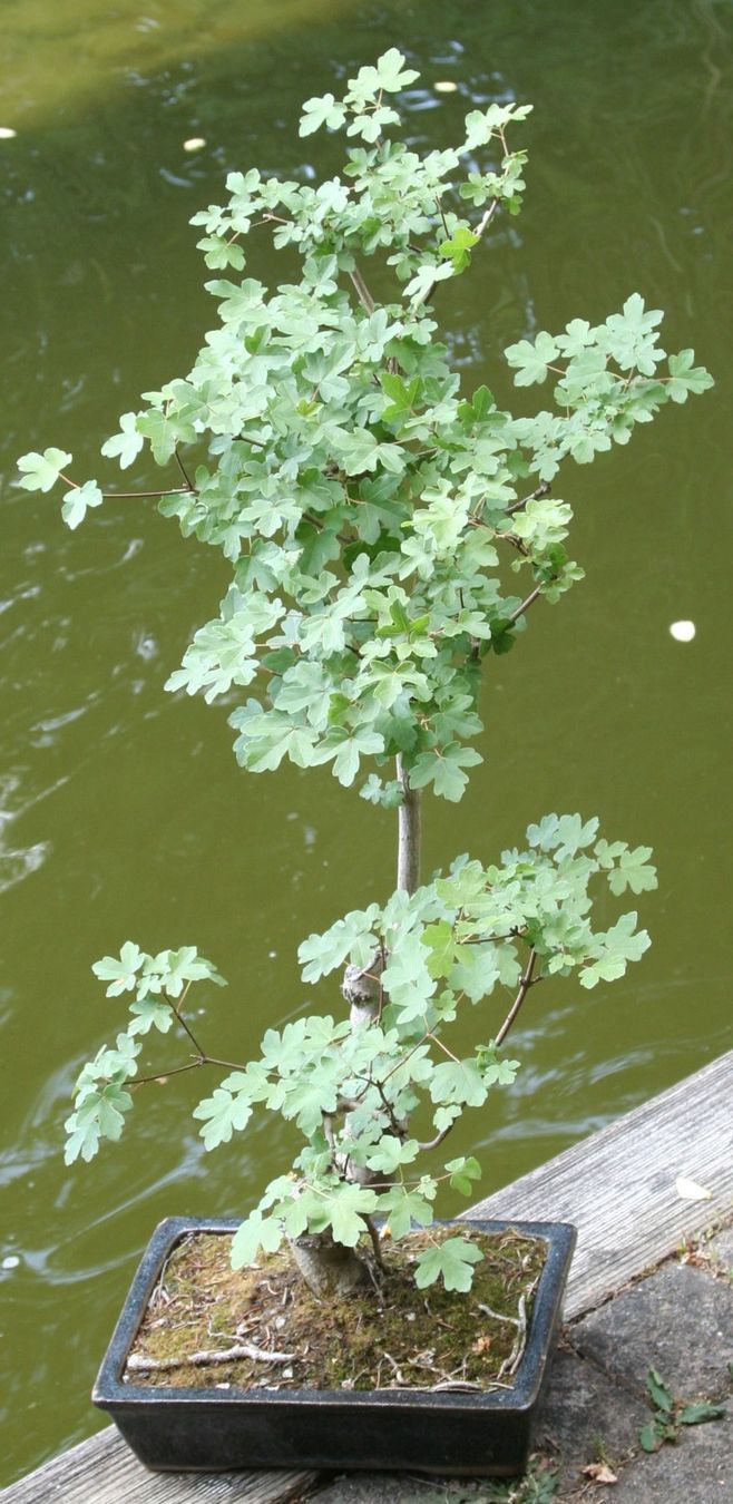 Piante & sementi: BONSAI  -  Feldahorn – Usato da Gretzenbach venduto da Sikim 1