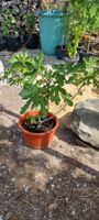 Feigenbaum im Topf mehrstammig gesund guter Zustand