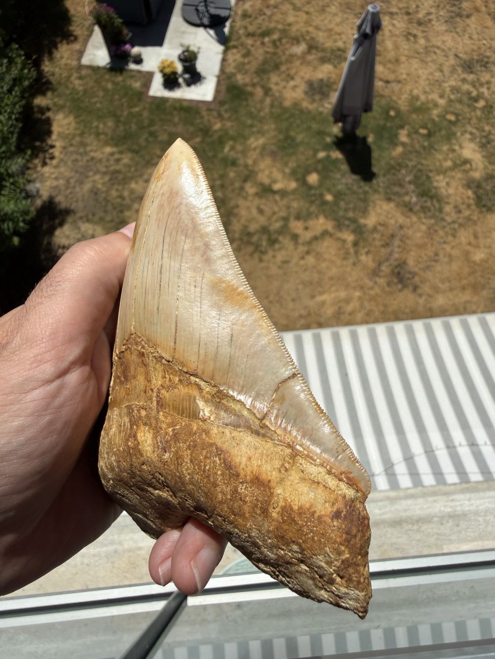 Fossilien: Monster Megalodon Zahn Indonesien – Gebraucht aus schüpfen von rica122 3