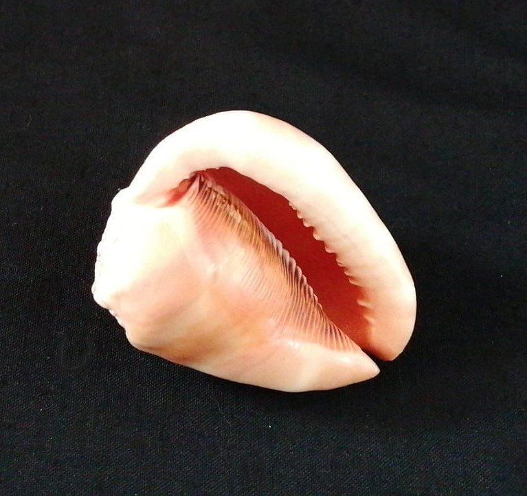 Fossilien: kleine Muschel – Gebraucht aus Grächen von Hel7890 1
