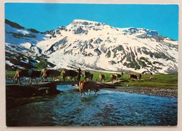 Engstligenalp 1950 m, Adelboden