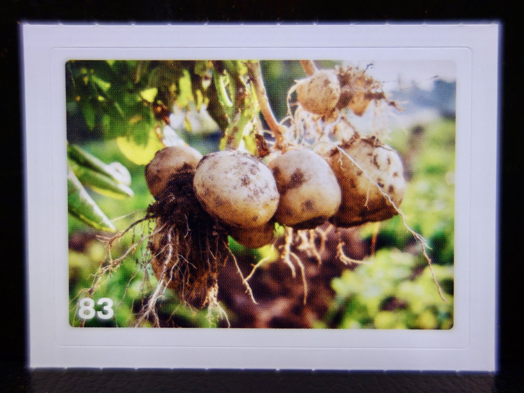 Migros Sammelbilder & Trading cards: MIGROS MANIA Nature Detectives Nr. 83 – Gebraucht aus Kerzers von djstarsky73