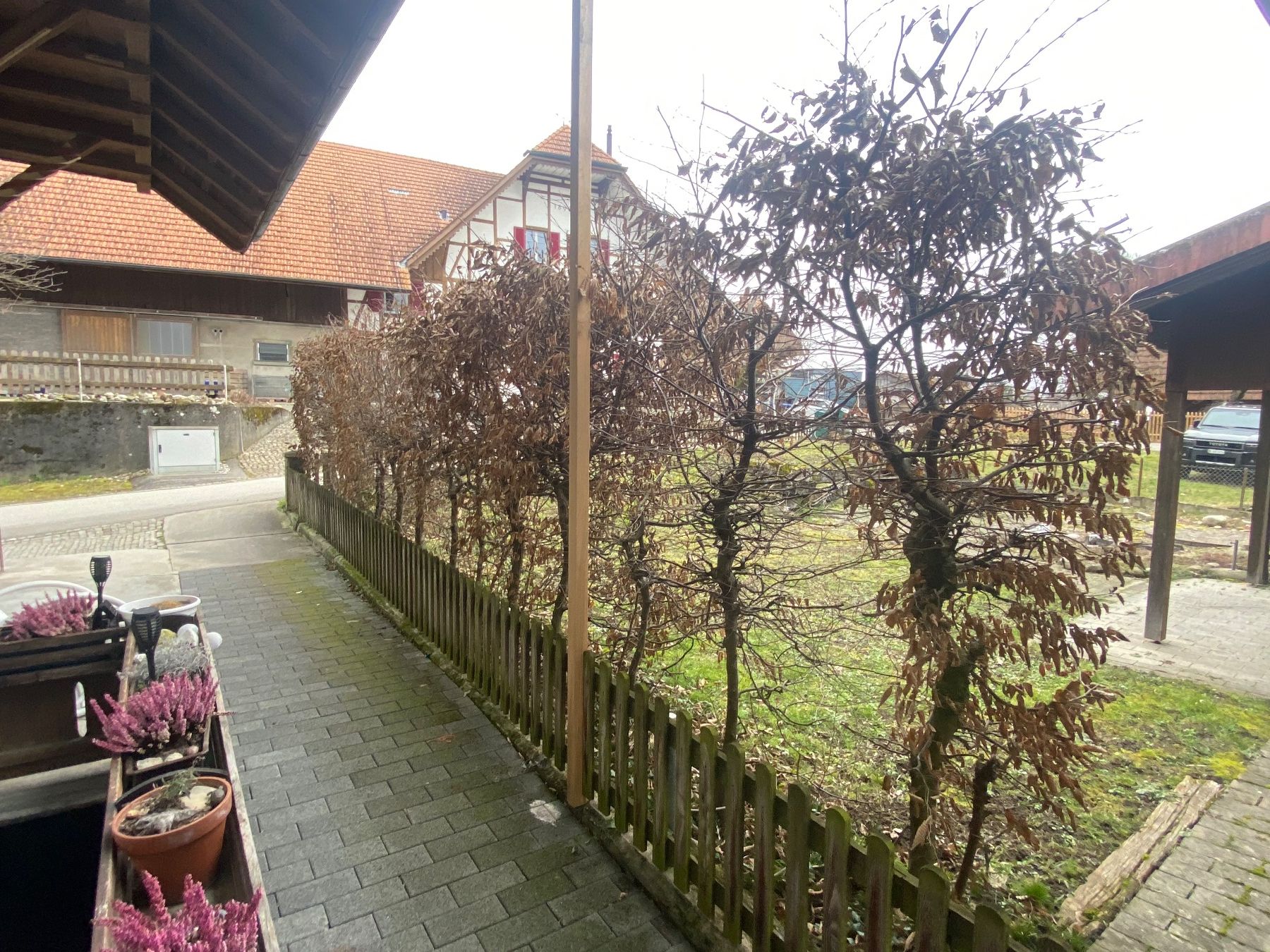 Piante & sementi: hecke / sichtschutz / buche / laub – Usato da mühleberg venduto da Nothelle 2