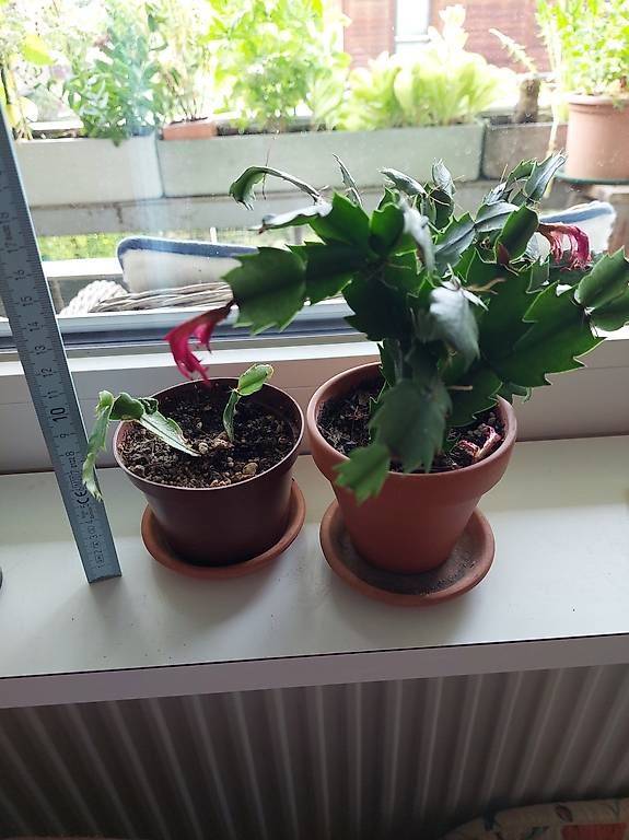 Pflanzen & Samen: Kaktee, Succulent – Gebraucht aus Nidau von jul_6tpv