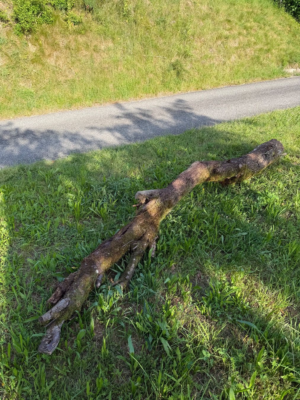 Holzartikel: Baumstamm Zwetschgen – Gebraucht aus Huttwil von Burk3 3