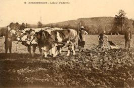Grangeneuve   FR  -  Labor d'auomne   /  Kuh-Pflug