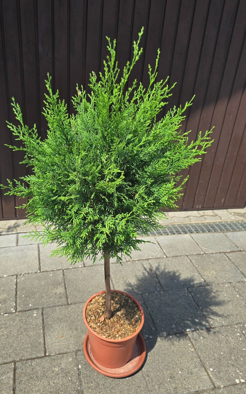 Piante & sementi: Mediterranes Zypressen Stämmchen – Nuovo (secondo la descrizione) da Aarburg venduto da popkorn65 2