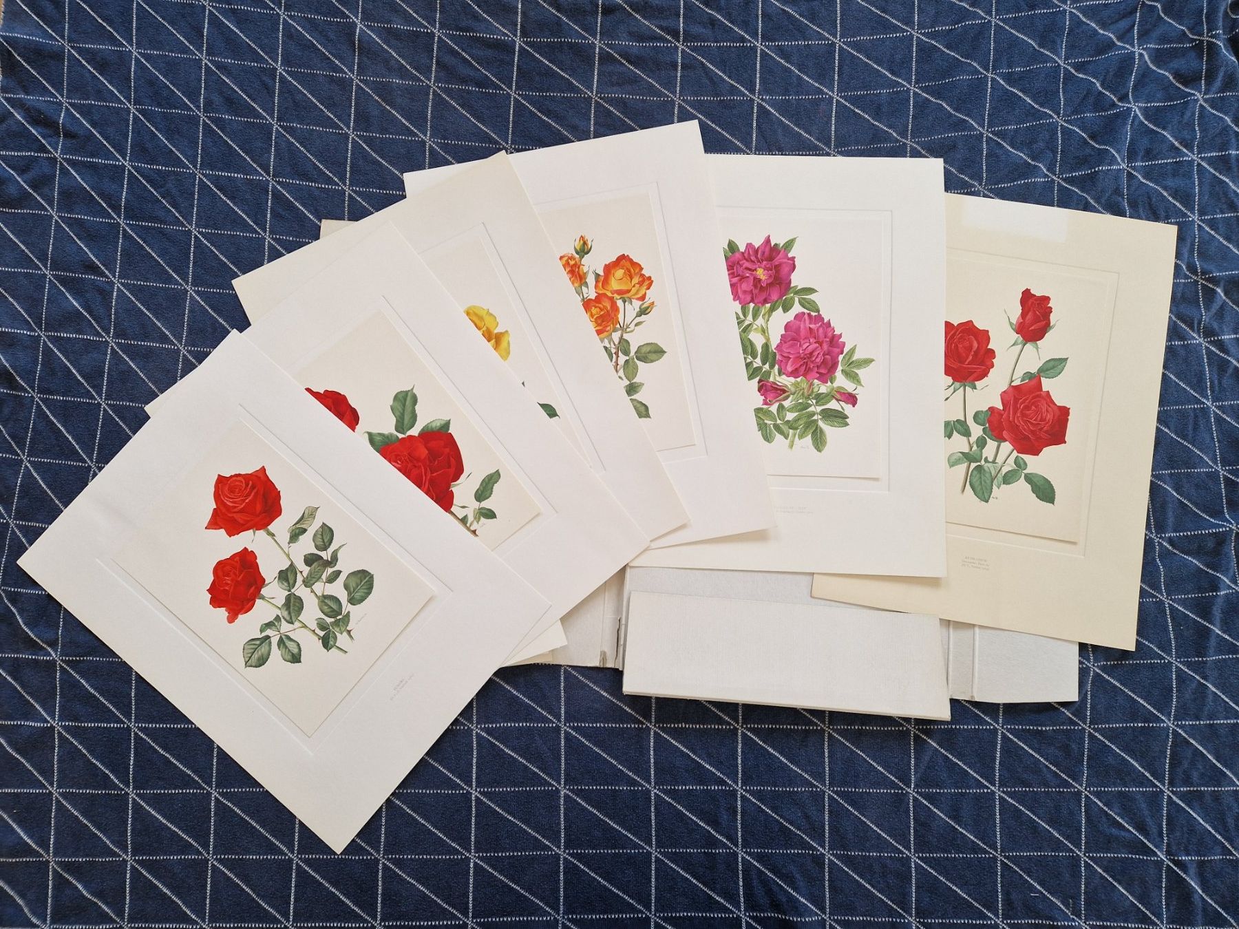 Foto & Immagini: Grosse Mappe mit Drucken - Rosen – Usato da MUEHLAU venduto da ibo_5c7d