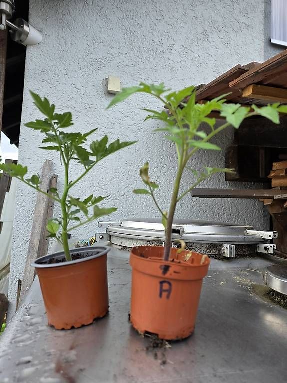 Piante & sementi: Cherry Tomaten Aktion günstig – Usato da Niederuzwil venduto da Naturfleisch 3