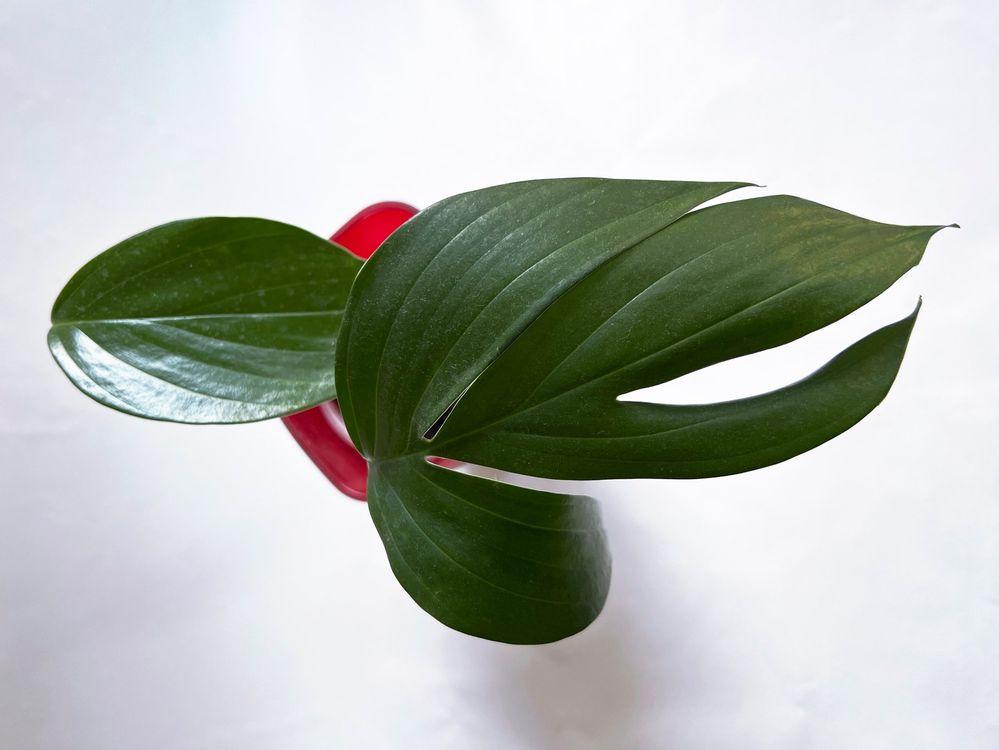 philodendron radiatum variegata Buy Philodendron Radiatum Variegated