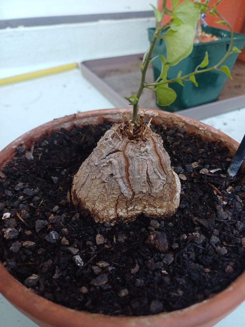 Piante & sementi: Dioscorea elephantipes – Usato da Neftenbach venduto da QuiQuo 2