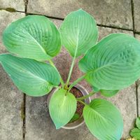 1 Funkie (Hosta)