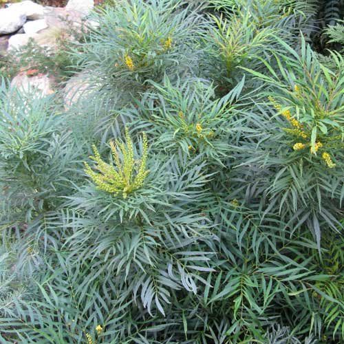 Pflanzen & Samen: Mahonia sans épines 'Soft caress' – Neu (gemäss Beschreibung) aus Bremblens von FIBONACCI369 3