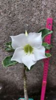 Adenium obesum "Thousand Snow" / Wüstenrose Sämling