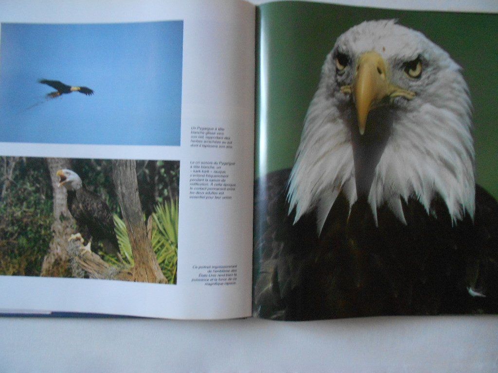 Livres: OISEAUX DE PROIE – D'occasion à Bex par Giorgiob 1