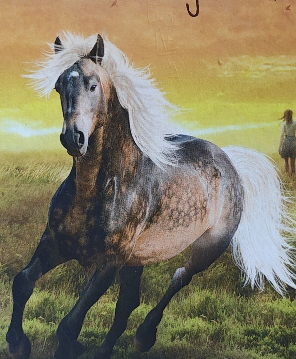 Bücher: Pferd Buch Illustriert Gute Kondition – Gebraucht aus Lyss von oli018