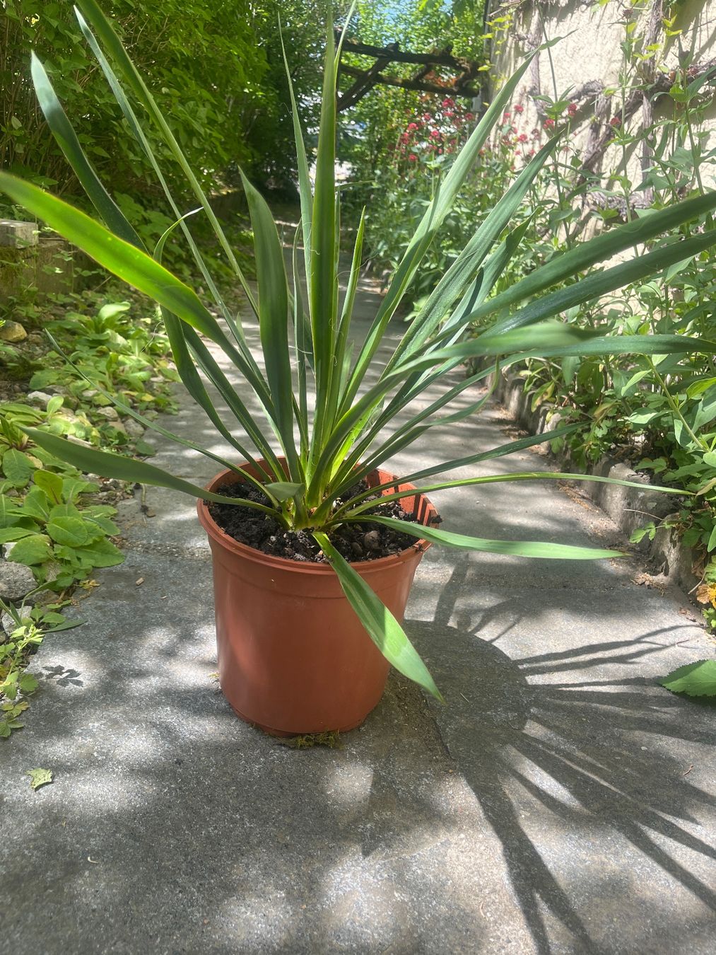 Piante & sementi: YUCCA FILAMENTOSA mit einer Blüte (ca 75 cm) – Usato da Möhlin venduto da mil_h55x 4