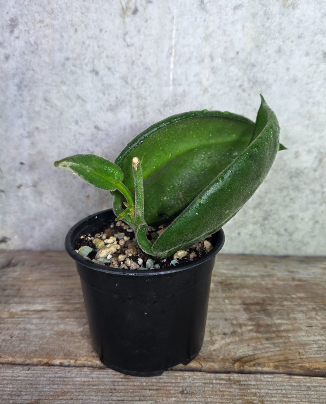 Pflanzen & Samen: Hoya calycina Stargazer – Neu (gemäss Beschreibung) aus St.Erhard von Plumilandschweiz 3