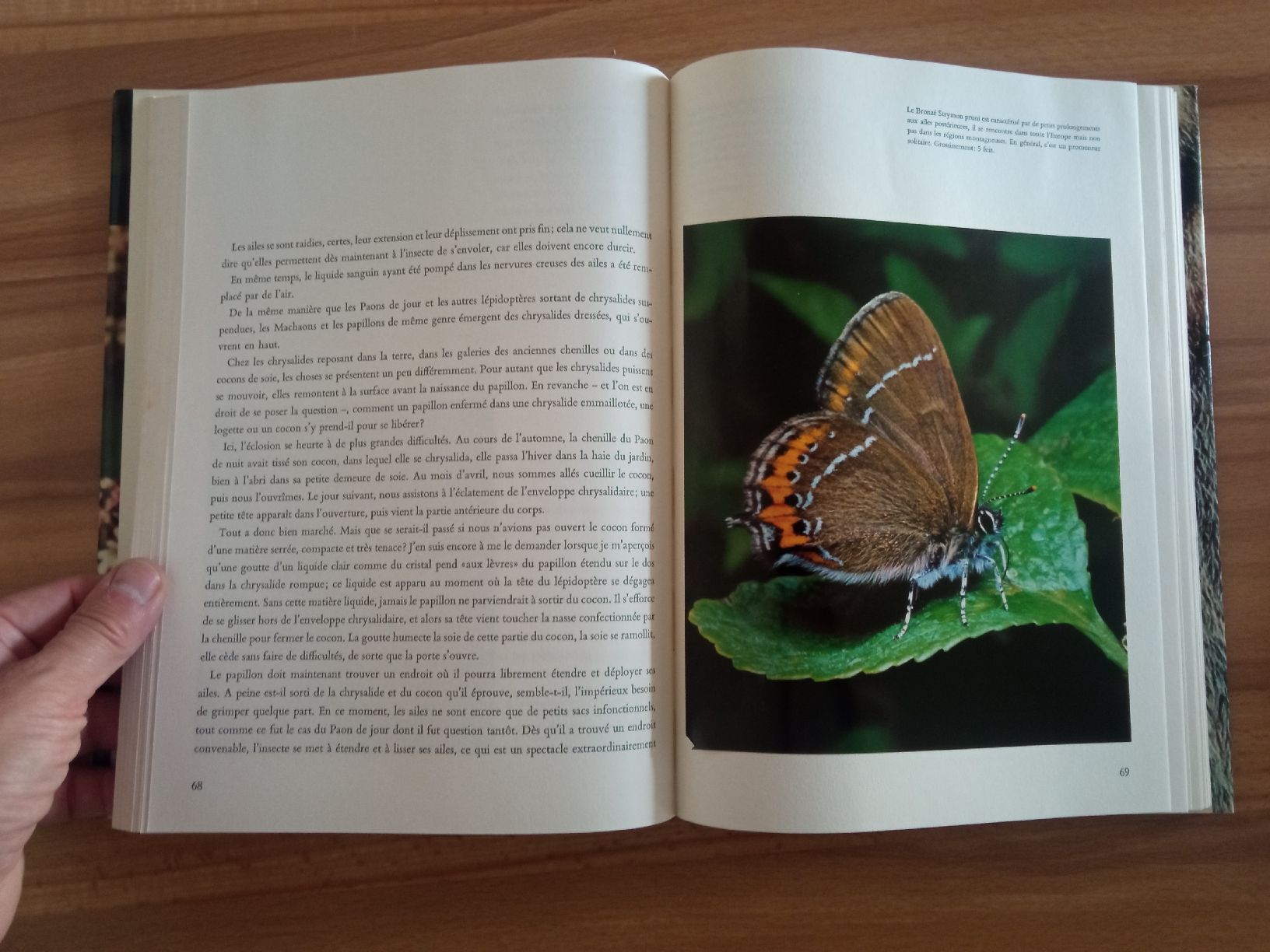 Bücher: lot 3 Livres Papillons  – Gebraucht aus Le Sentier von arc_2thy 3