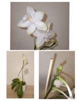 Phalaenopsis " Yaphon Inin " ( ohne Blüten)