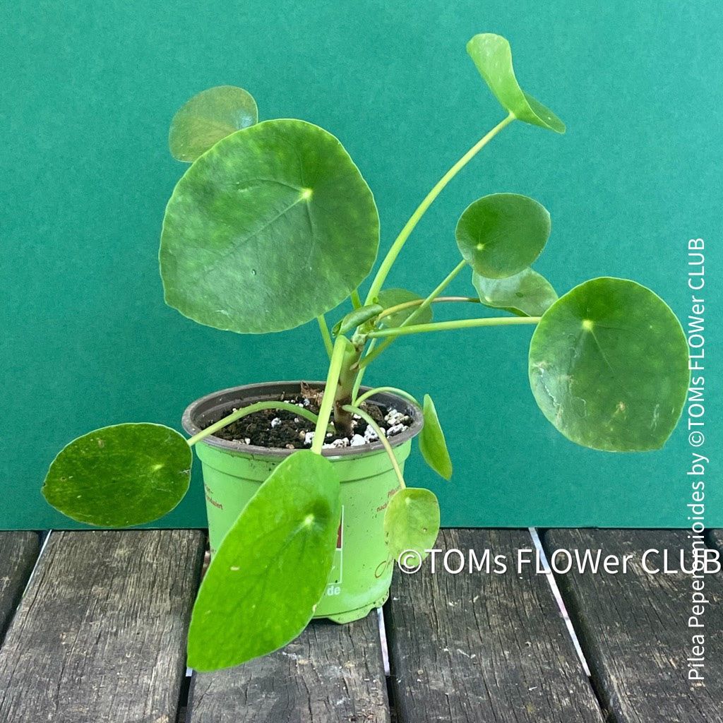 Piante & sementi: Pilea Peperomioides - 100% Bio-Anzucht – Nuovo e nell'imballaggio originale da Adliswil venduto da astom369 5