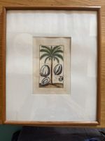 Antike botanische Gravur