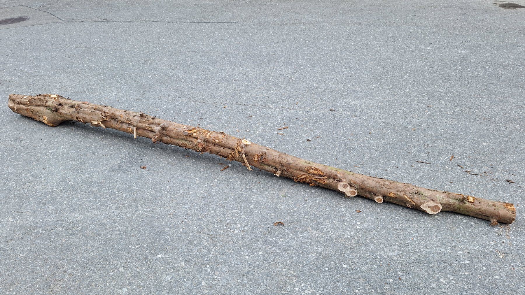 Articoli in legno: Eibe  Eibenholz Eibenstamm Holz drechseln Pfeilbogenholz – Nuovo (secondo la descrizione) da Bilten venduto da Claas10
