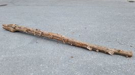Eibe  Eibenholz Eibenstamm Holz drechseln Pfeilbogenholz