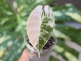 Alocasia Watsoniana Doff Pink
