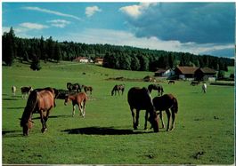 Au pâturage des Franches-Montagnes, estimée 1975