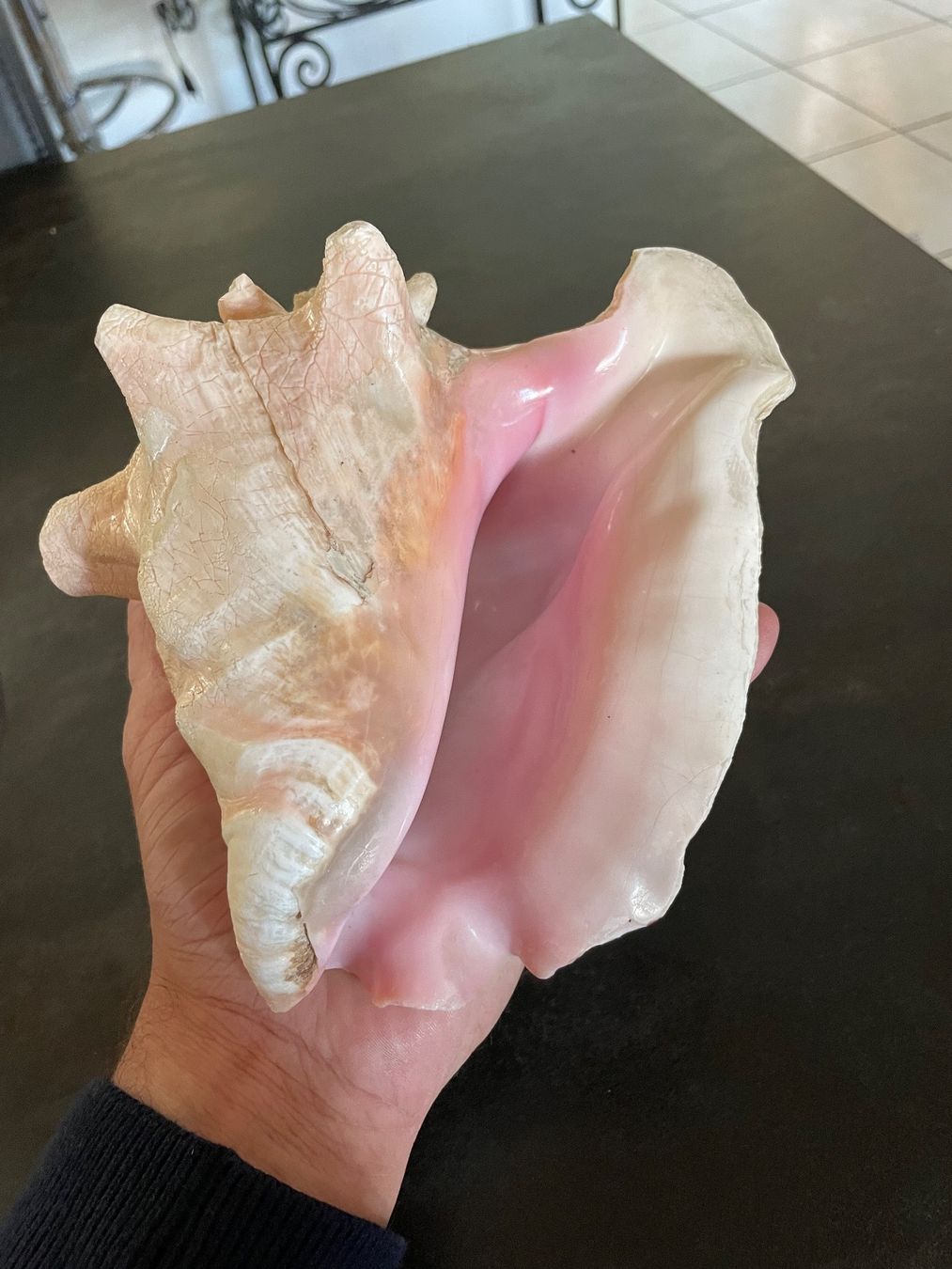 Figuren: Ancien Coquillage de Mer – Gebraucht aus Vallamand von Bricbracbroc82 5