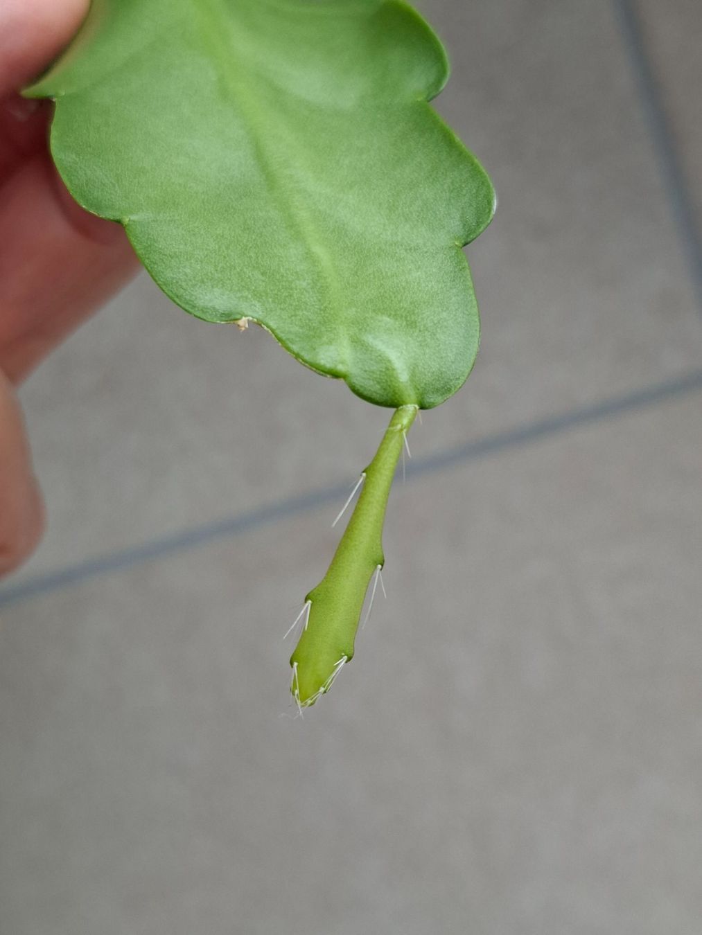 Plantes & graines: Epiphyllum Frühlingsgold – D'occasion à Waltenschwil par PlantAddict 1