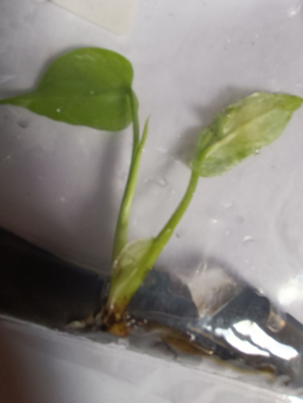 Plantes & graines: Monstera Devil TC  – Neuf avec emballage d'origine à St-Aubin-Sauges par may_2yrv 5