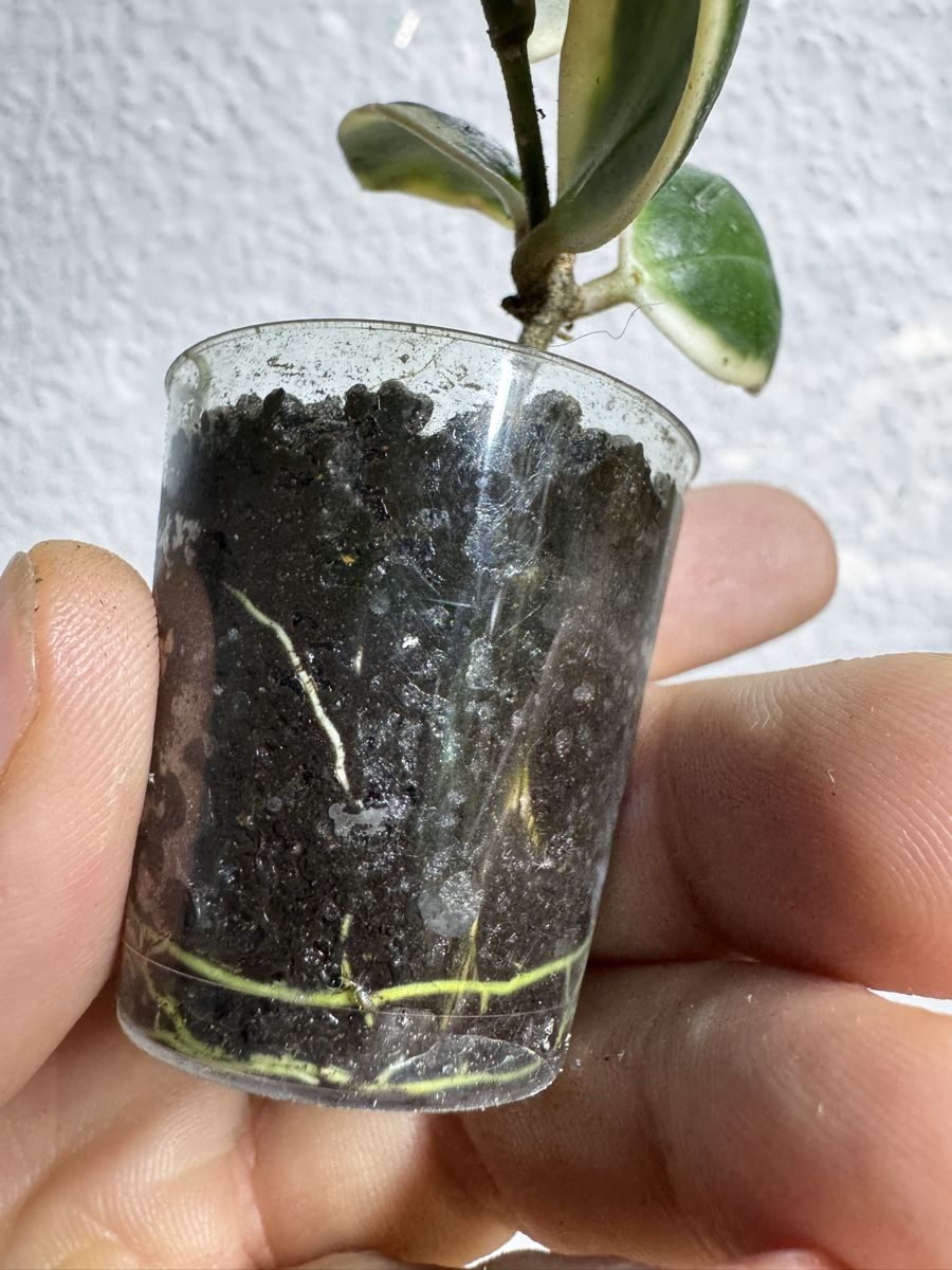Piante & sementi: Hoya incurvula 'Palta' albomarginata  – Usato da Zürich venduto da thishoyaofmine 1