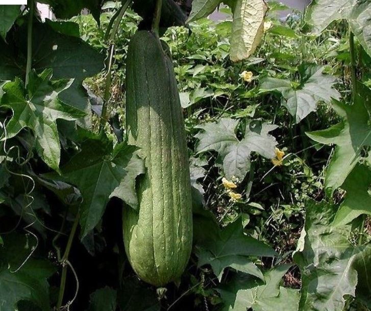 Piante & sementi: Luffa Schwammgurke 25 Samen Bio – Nuovo (secondo la descrizione) da allschwil venduto da Admin1456 1