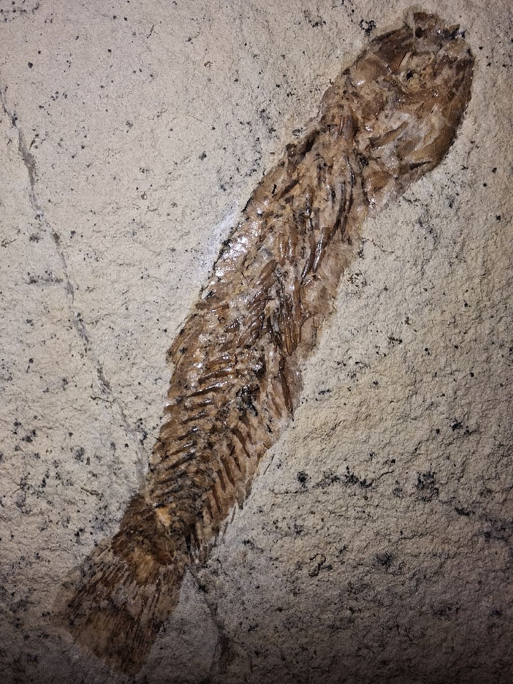Fossilien: Fischfossil aus Sizilien, auf einer Steinplatte. – Neu (gemäss Beschreibung) aus Berikon von ric_kz59 2