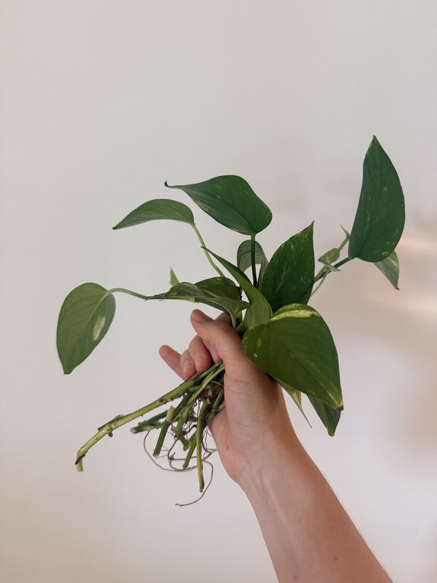Piante & sementi: Epipremnum aureum cuttings – Nuovo (secondo la descrizione) da Zürich venduto da gom_zxb8 1