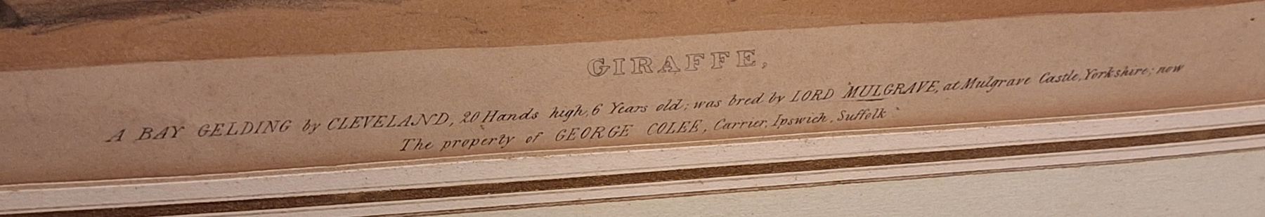 Grafica & Litografie: Seltene Antike Lithografie Pferd gerahmt 1873 – Usato da Mönchaltorf venduto da Joka013 2