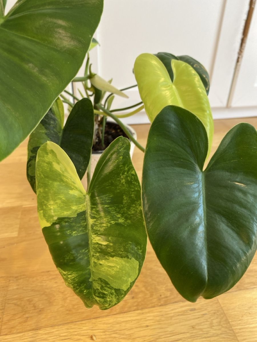 Pflanzen & Samen: Philodendron burle marx variegata – Gebraucht aus Zürich von sim_hly6 1