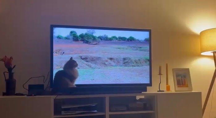 Samsung Fernseher: Samsung Fernseher UE55C6000 – Gebraucht aus Zürich von pia_l9xy 1