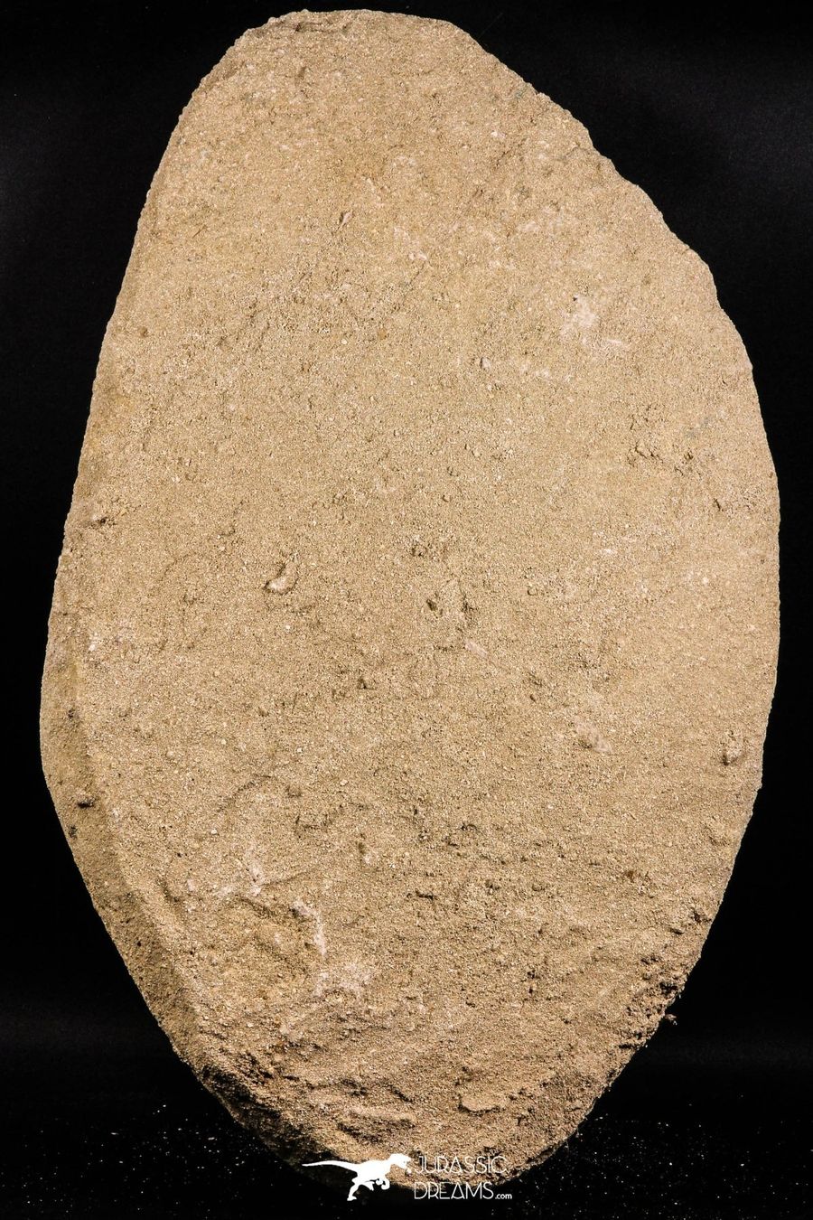 Fossilien: Beinknochen und Panzerplatten eines Dyrosaurus phosphaticus – Gebraucht aus schüpfen von rica122 3