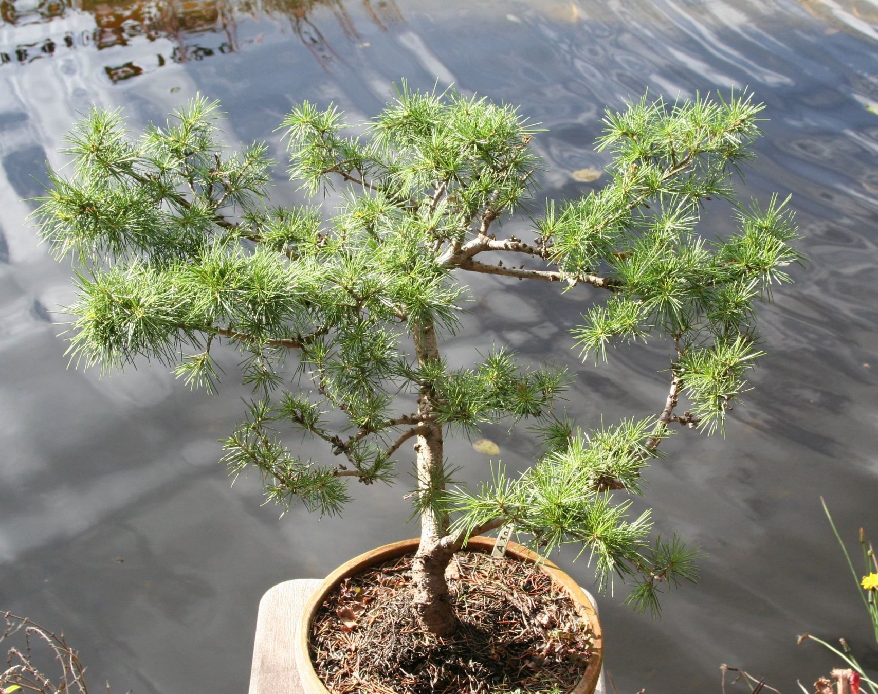 Pflanzen & Samen: BONSAI  -  Himalaya-Zeder – Gebraucht aus Gretzenbach von Sikim 1