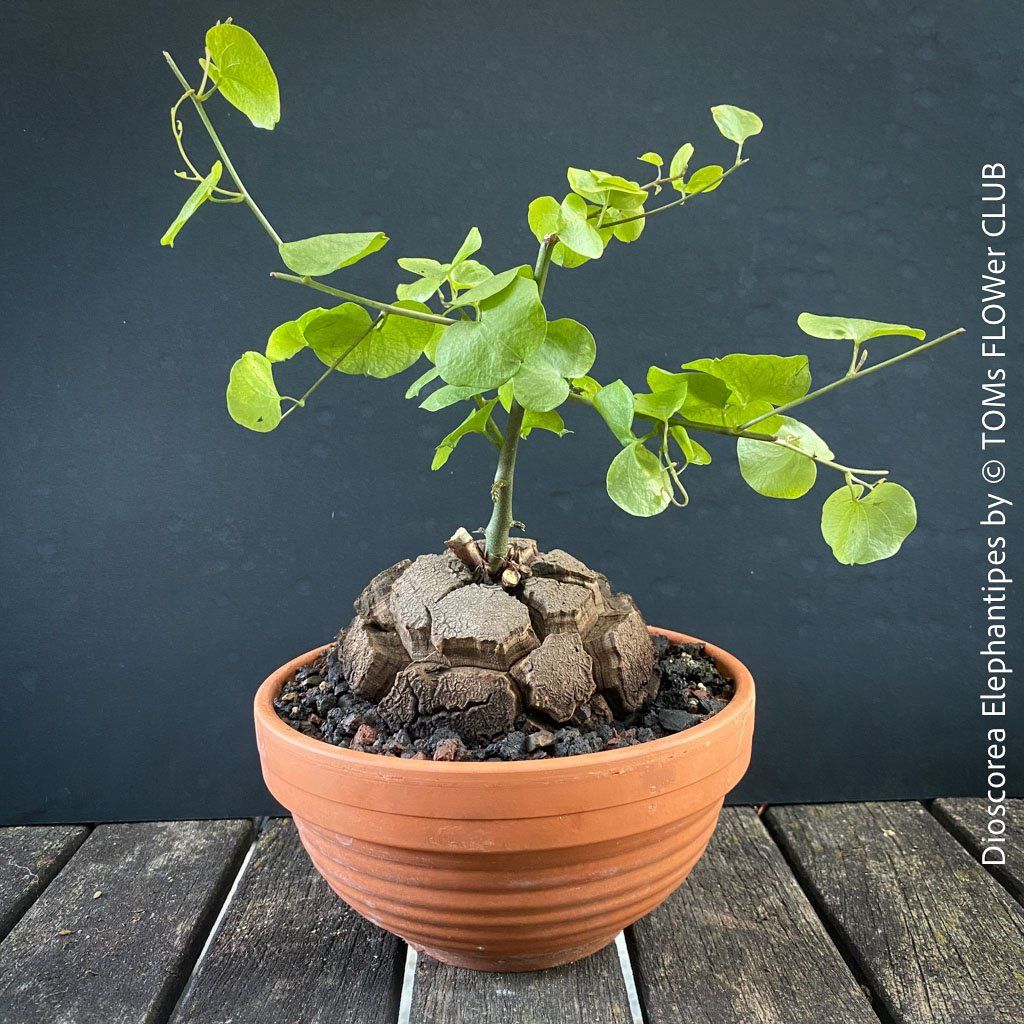 Pflanzen & Samen: Dioscorea elephantipes - "Turtle Plant" aus Südafrika – Neu und originalverpackt aus Adliswil von astom369