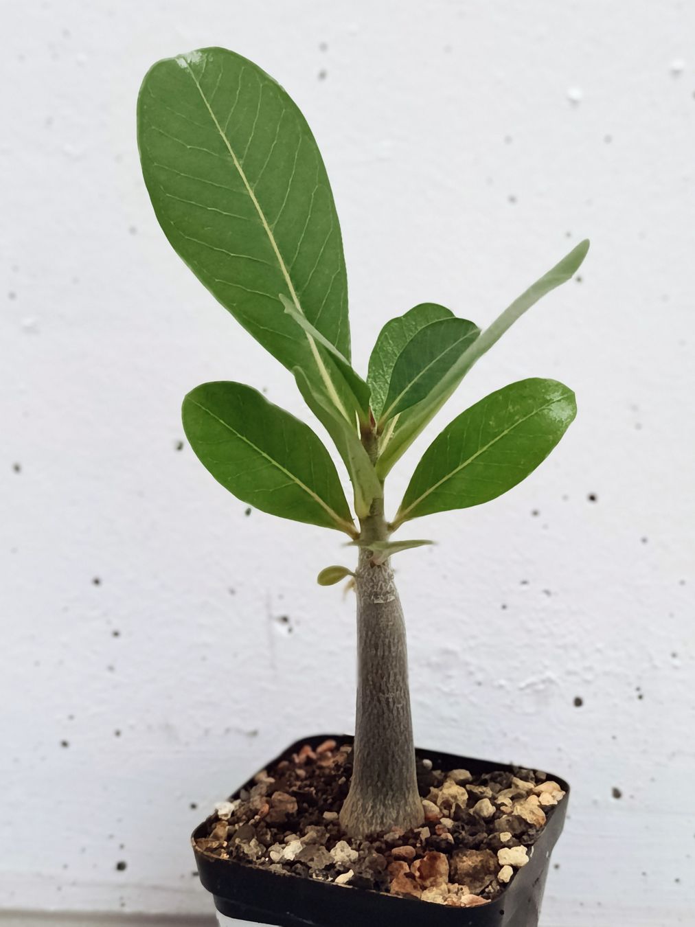 Plantes & graines: Adenium bohemianum  – D'occasion à Comano par che_8lc2