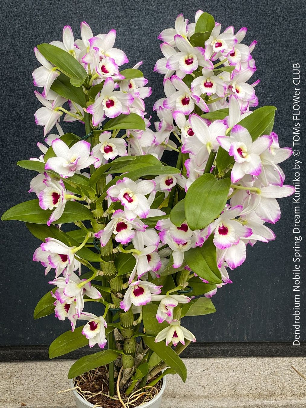 Piante & sementi: DeNDRoBiuM NoBiLe 'SPRiNG DReaM KuMiKo' - SPeKTaKuLäR – Usato da Adliswil venduto da asTOMas963