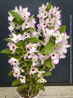 DeNDRoBiuM NoBiLe 'SPRiNG DReaM KuMiKo' - SPeKTaKuLäR