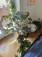 Monstera Pflanze