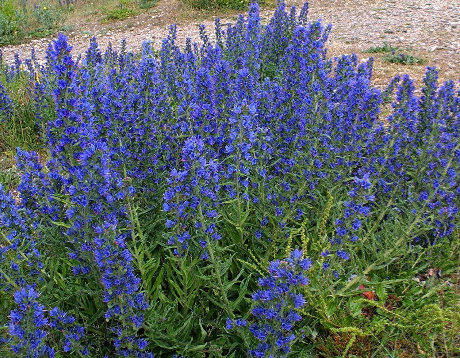 Piante & sementi: 100 Samen Blauer Natternkopf Wildblume – Nuovo (secondo la descrizione) da Ehrendingen venduto da VerveinaSamen 1